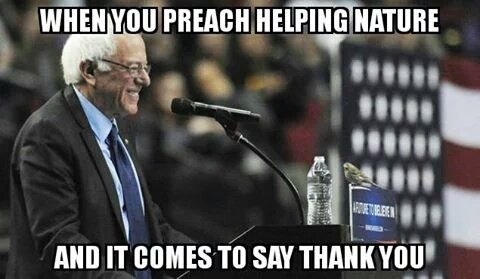 bernie bird