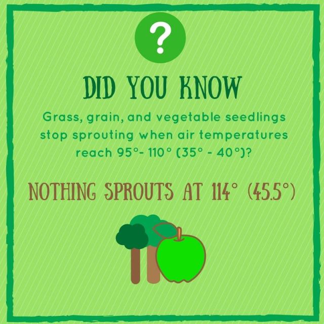 nothing sprouts