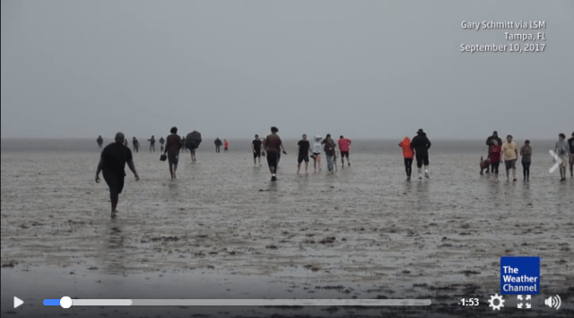 walkers in tampa bay